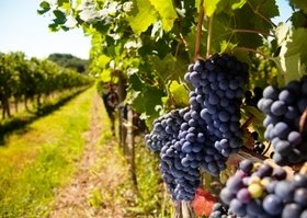 Alameda County Wineries